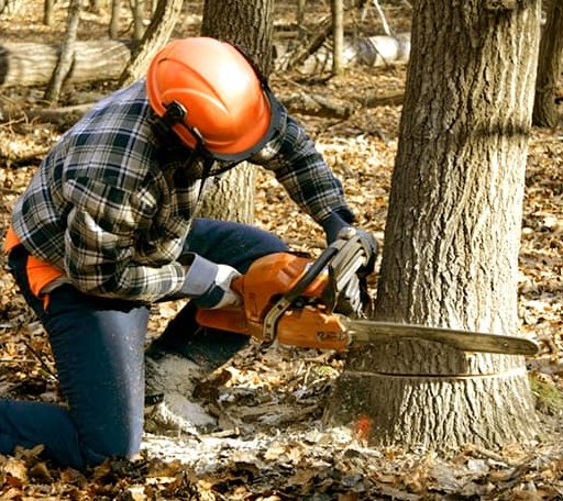 Tree Removal in Northampton, PA